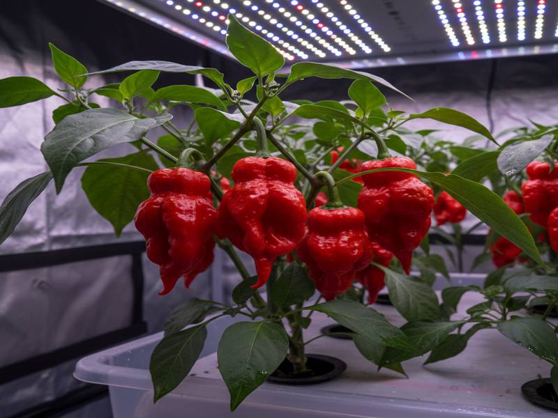 Piments Carolina Reaper sous éclairage LED avec UV