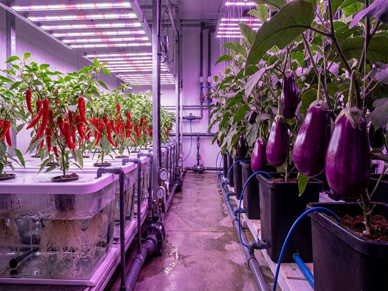 Grosses aubergines violettes brillantes cultivées en Dutch Bucket