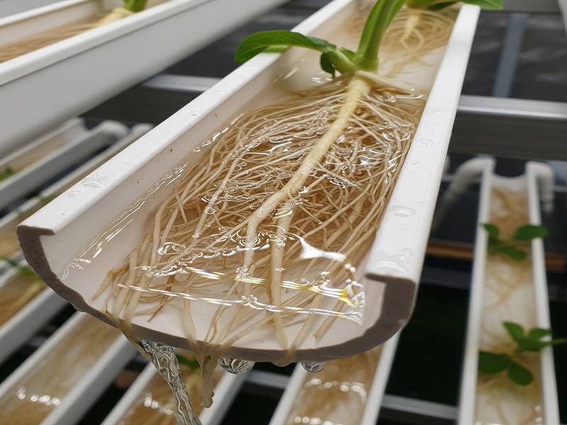 Racines saines dans un canal NFT sans substrat