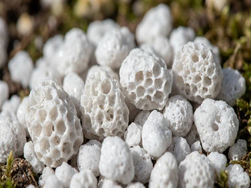 Perlite horticole blanche en gros plan